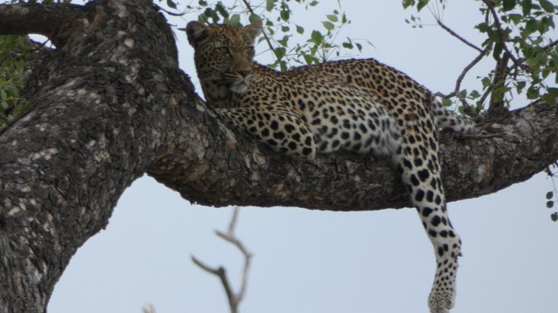 Leopard auf Baum liegend.jpg